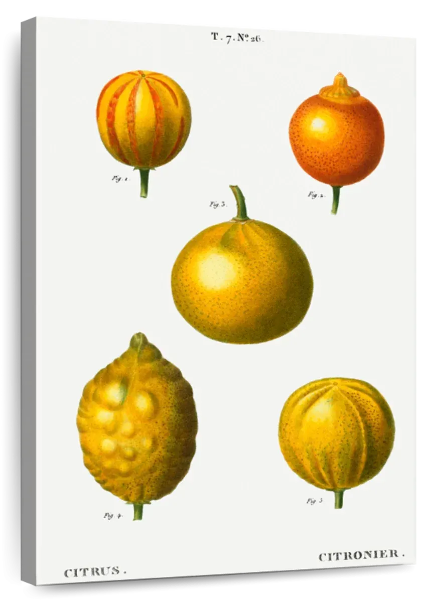 5 Types Of Bitter Orange Wall Art