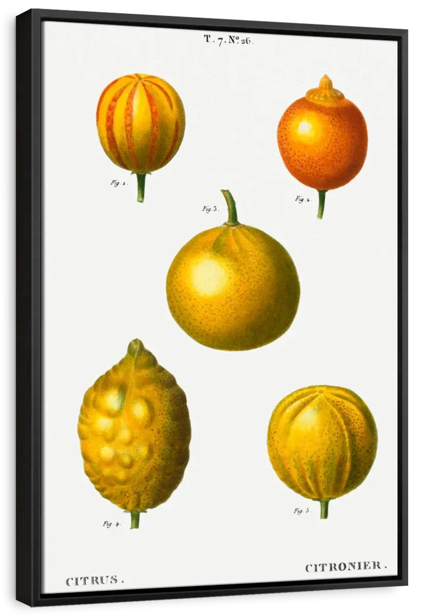 5 Types Of Bitter Orange Wall Art