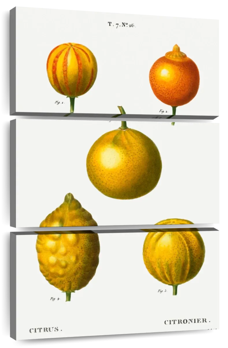 5 Types Of Bitter Orange Wall Art