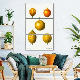 5 Types Of Bitter Orange Wall Art