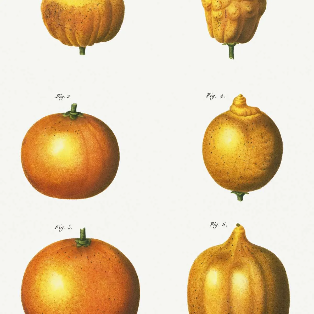 6 Types Of Oranges Wall Art