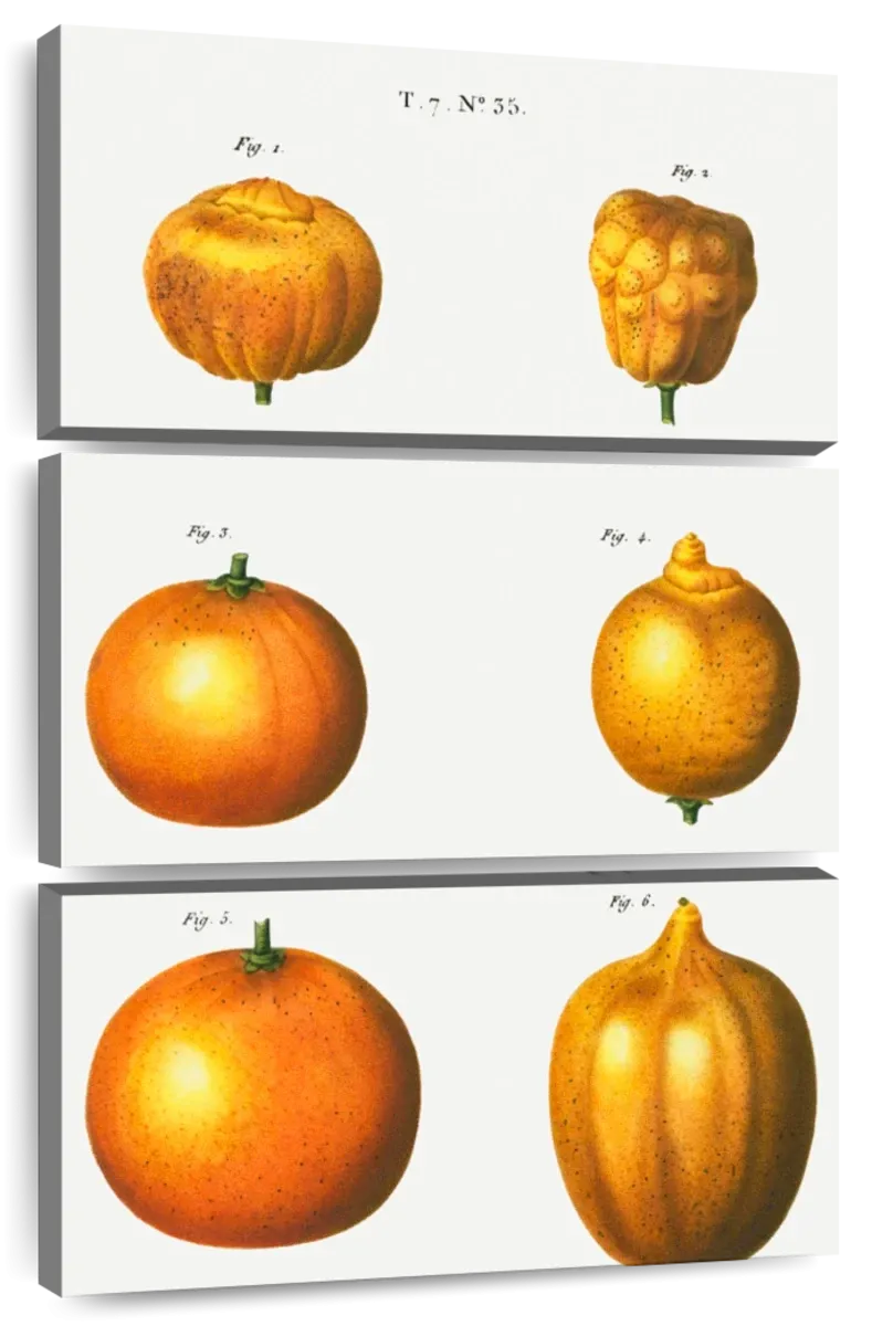 6 Types Of Oranges Wall Art