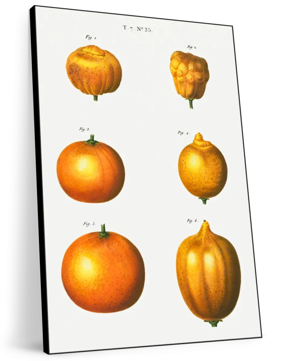 6 Types Of Oranges Wall Art