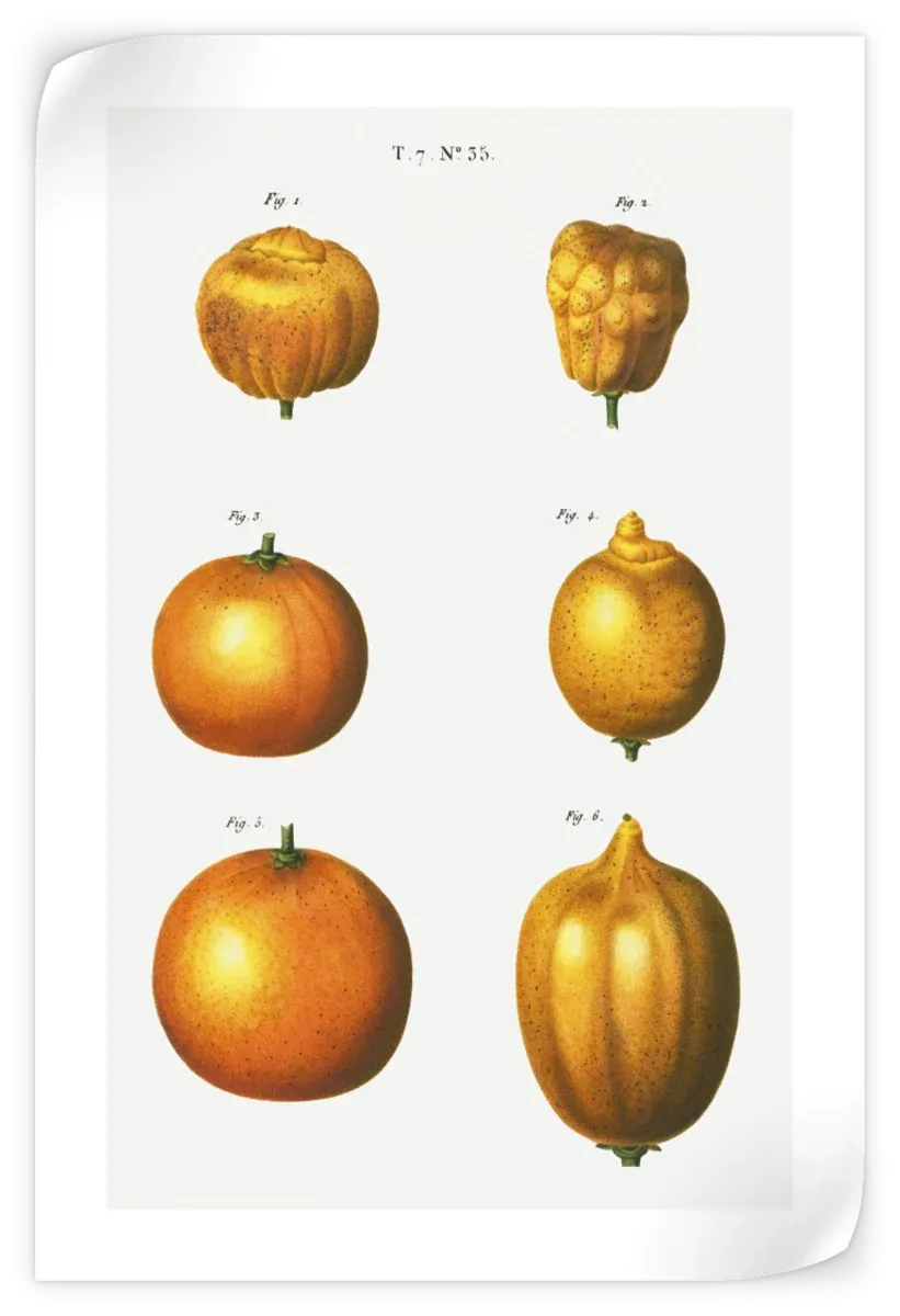 6 Types Of Oranges Wall Art