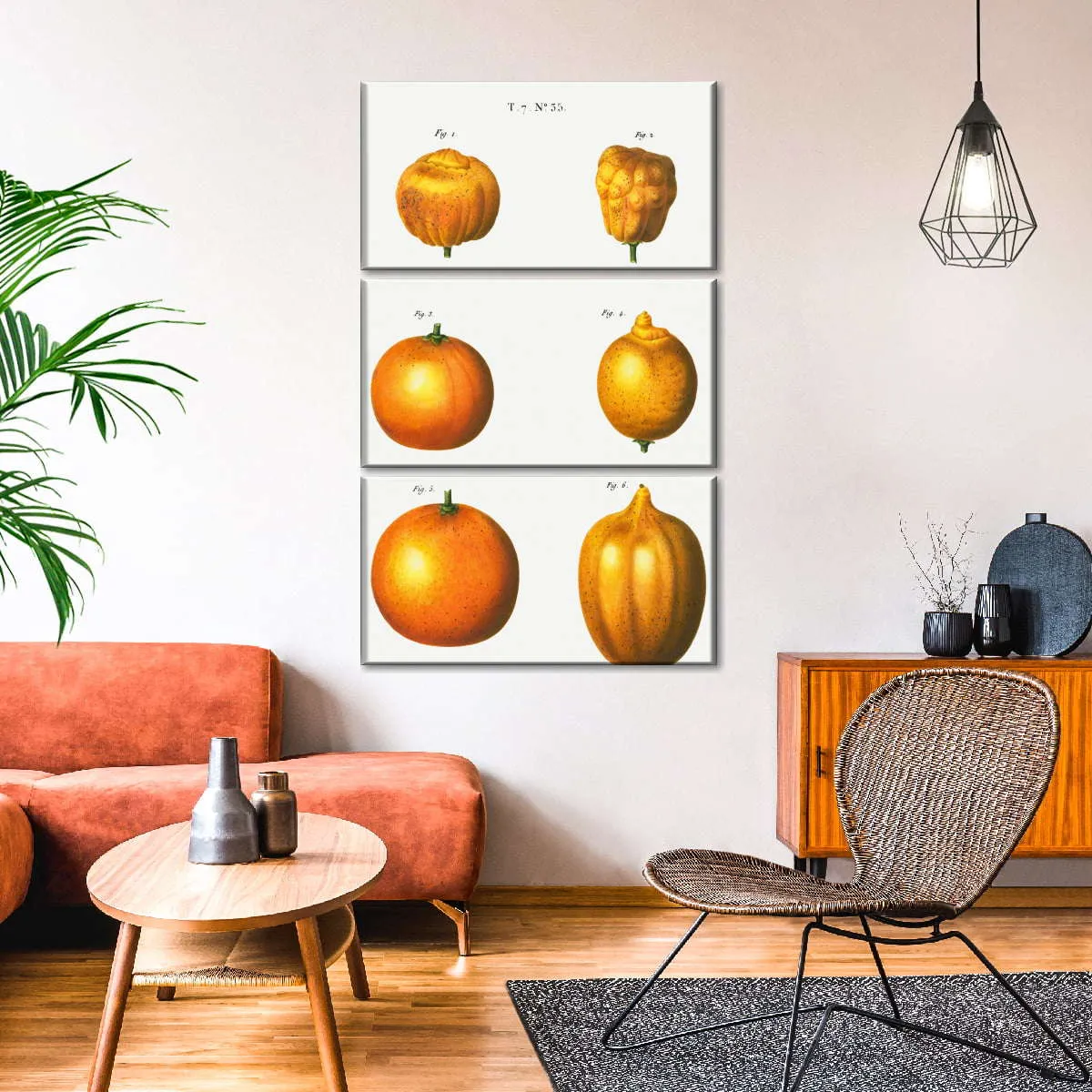 6 Types Of Oranges Wall Art