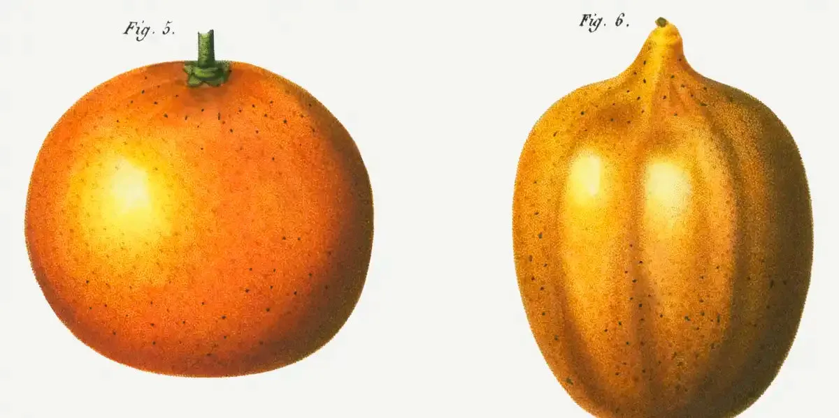 6 Types Of Oranges Wall Art