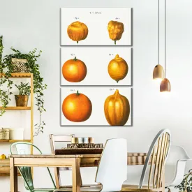 6 Types Of Oranges Wall Art