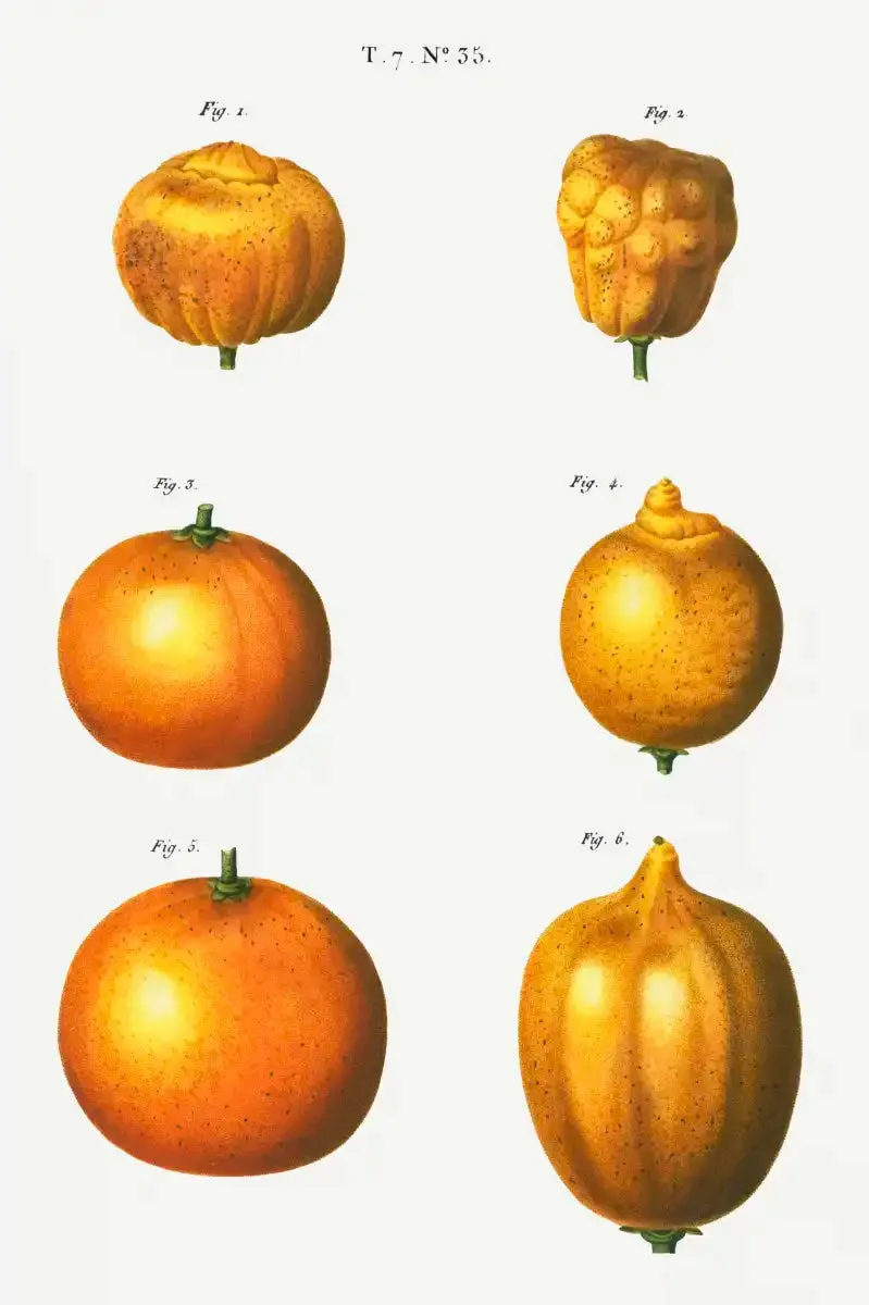 6 Types Of Oranges Wall Art