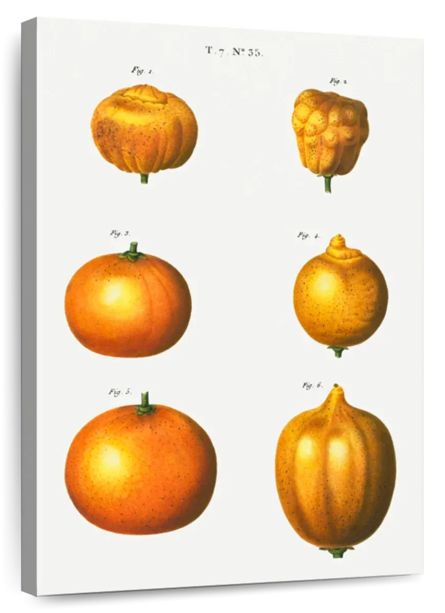 6 Types Of Oranges Wall Art