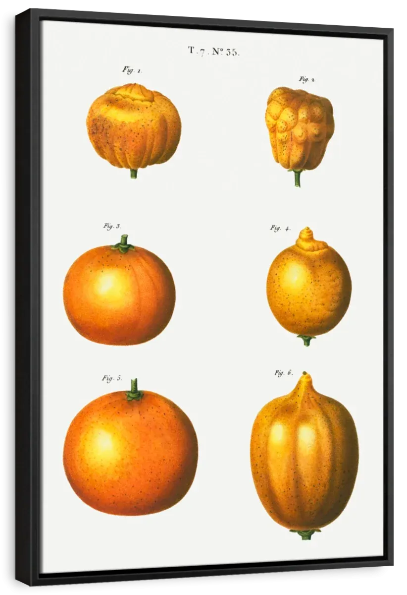 6 Types Of Oranges Wall Art