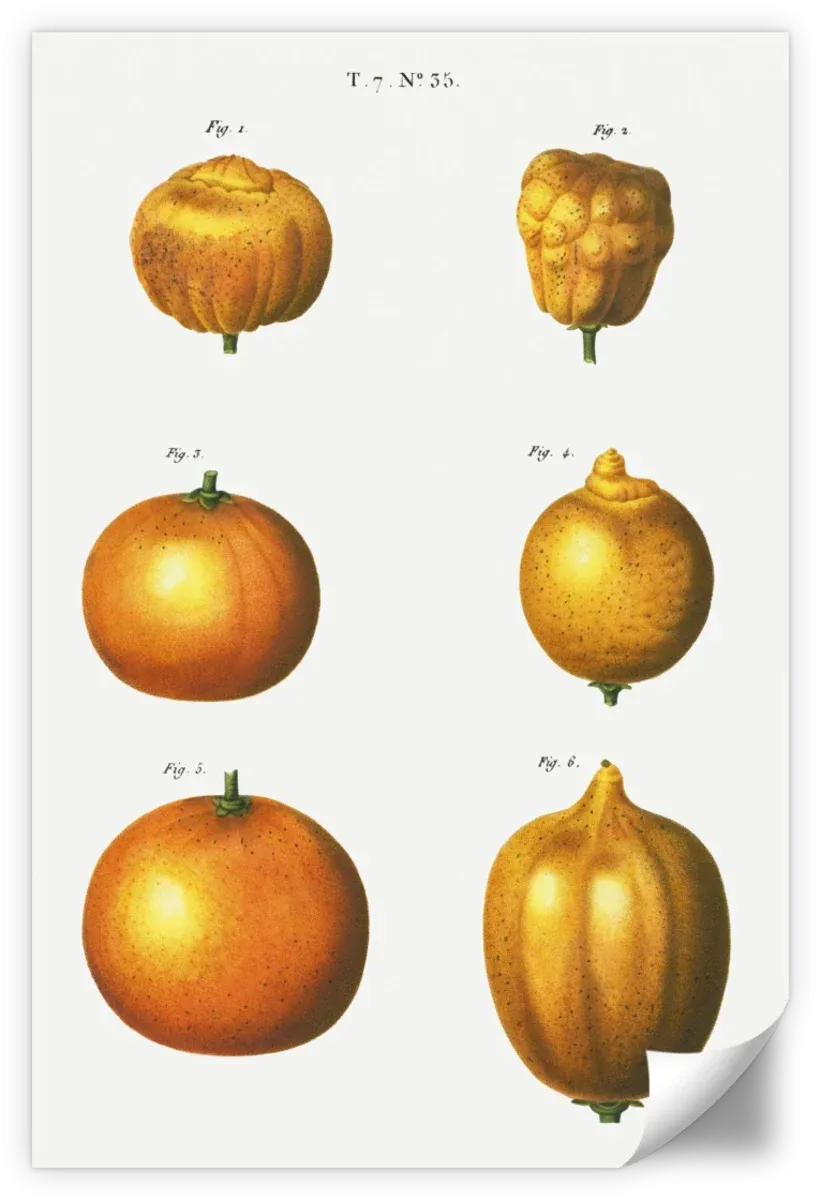 6 Types Of Oranges Wall Art