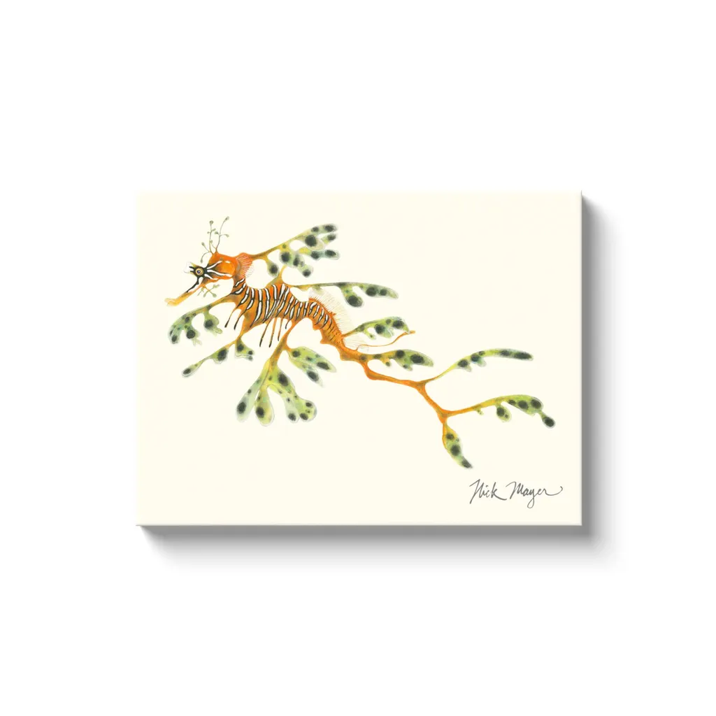 Leafy Seadragon Canvas Print