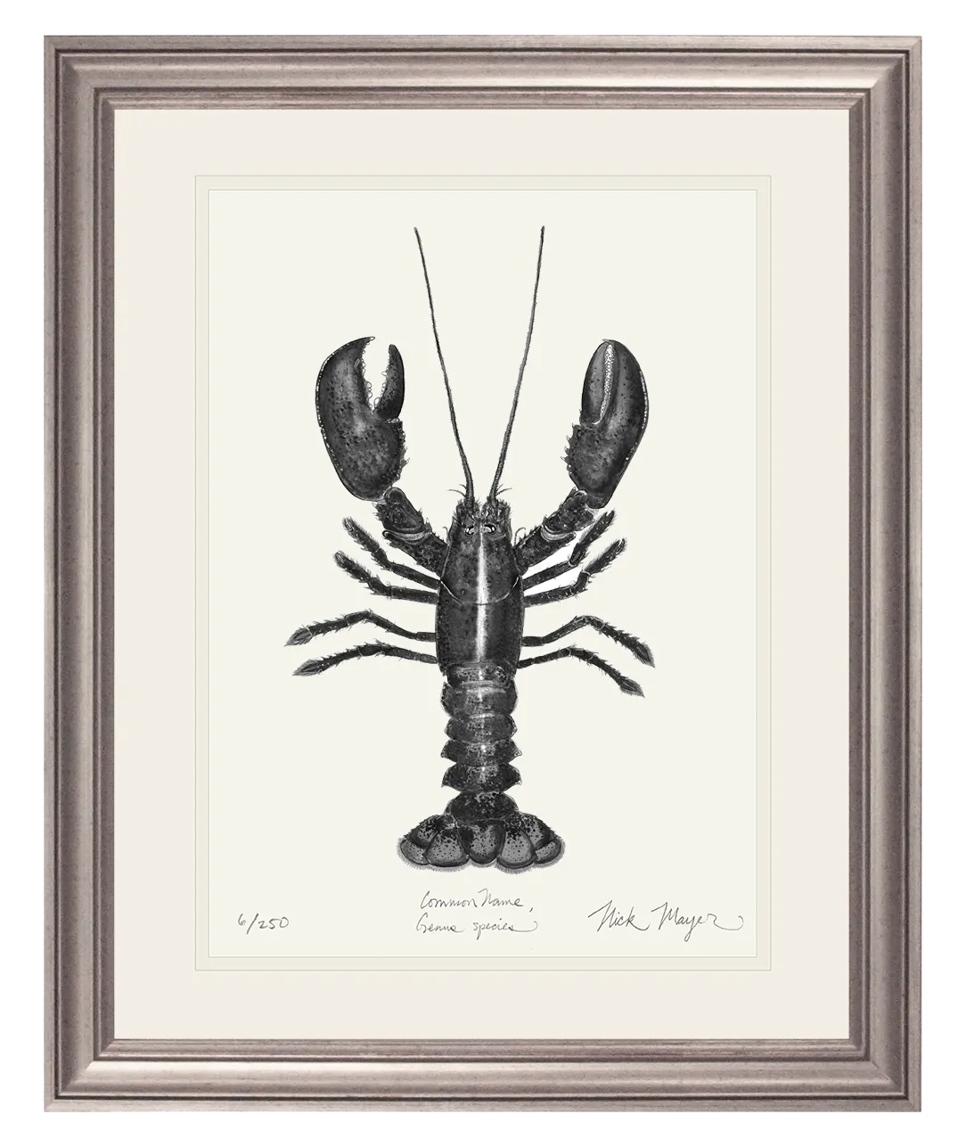 Northern Lobster I Print (b&w)