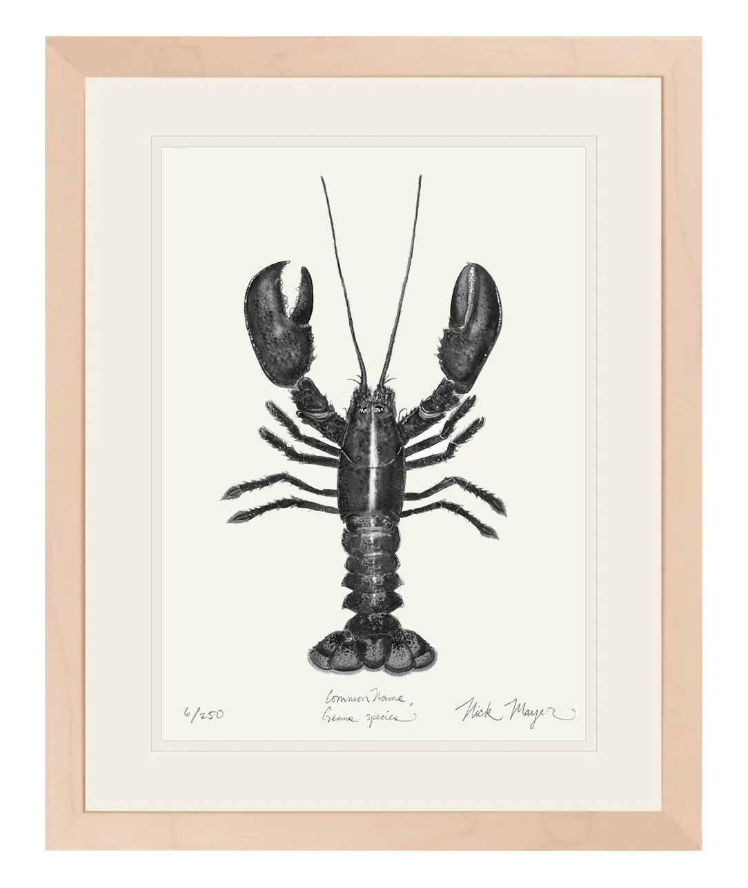 Northern Lobster I Print (b&w)