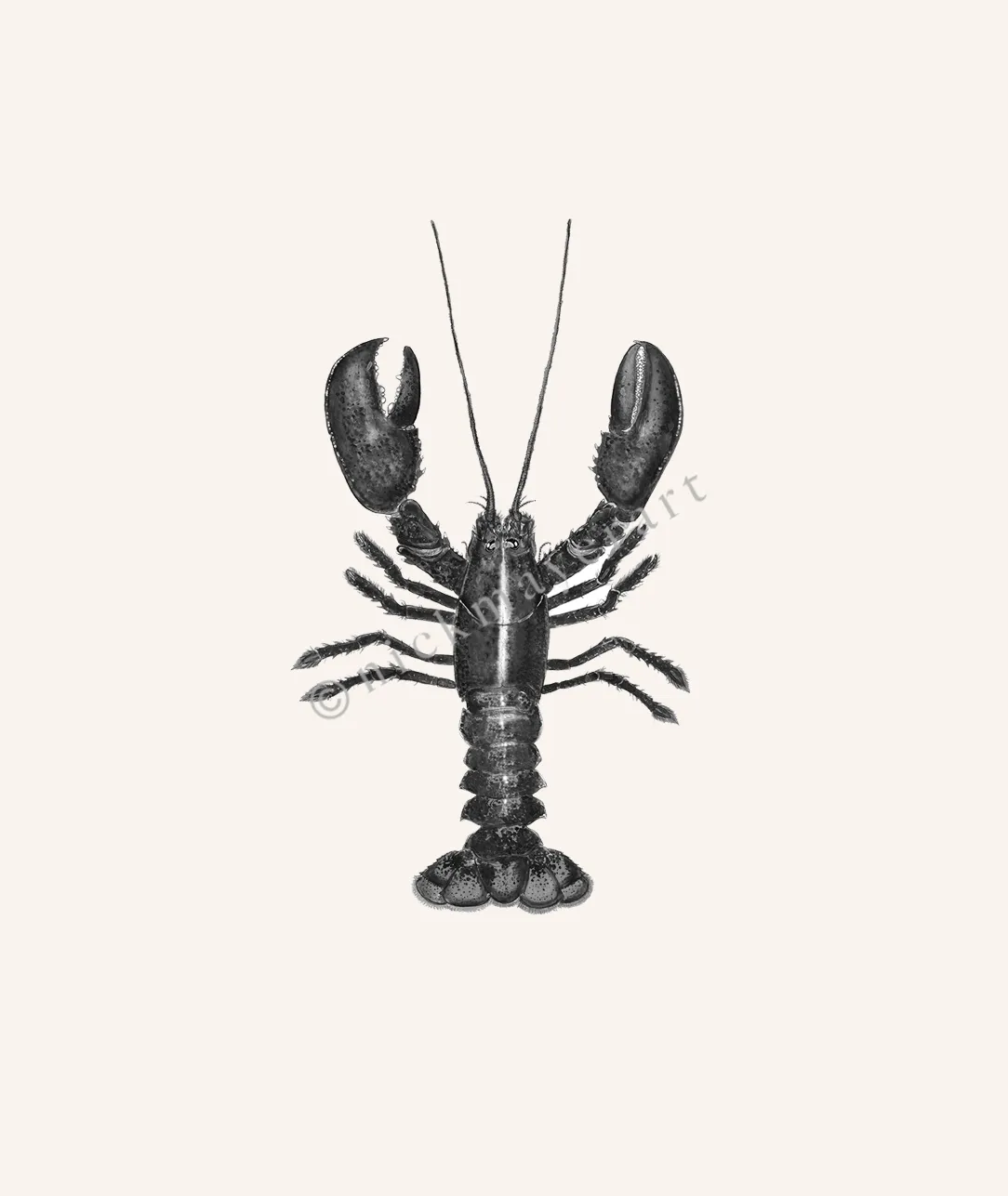 Northern Lobster I Print (b&w)