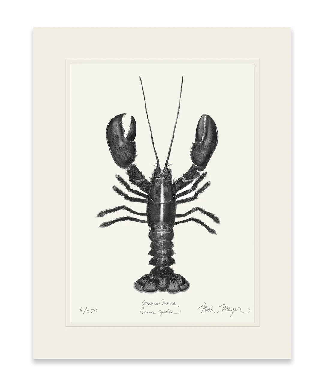 Northern Lobster I Print (b&w)