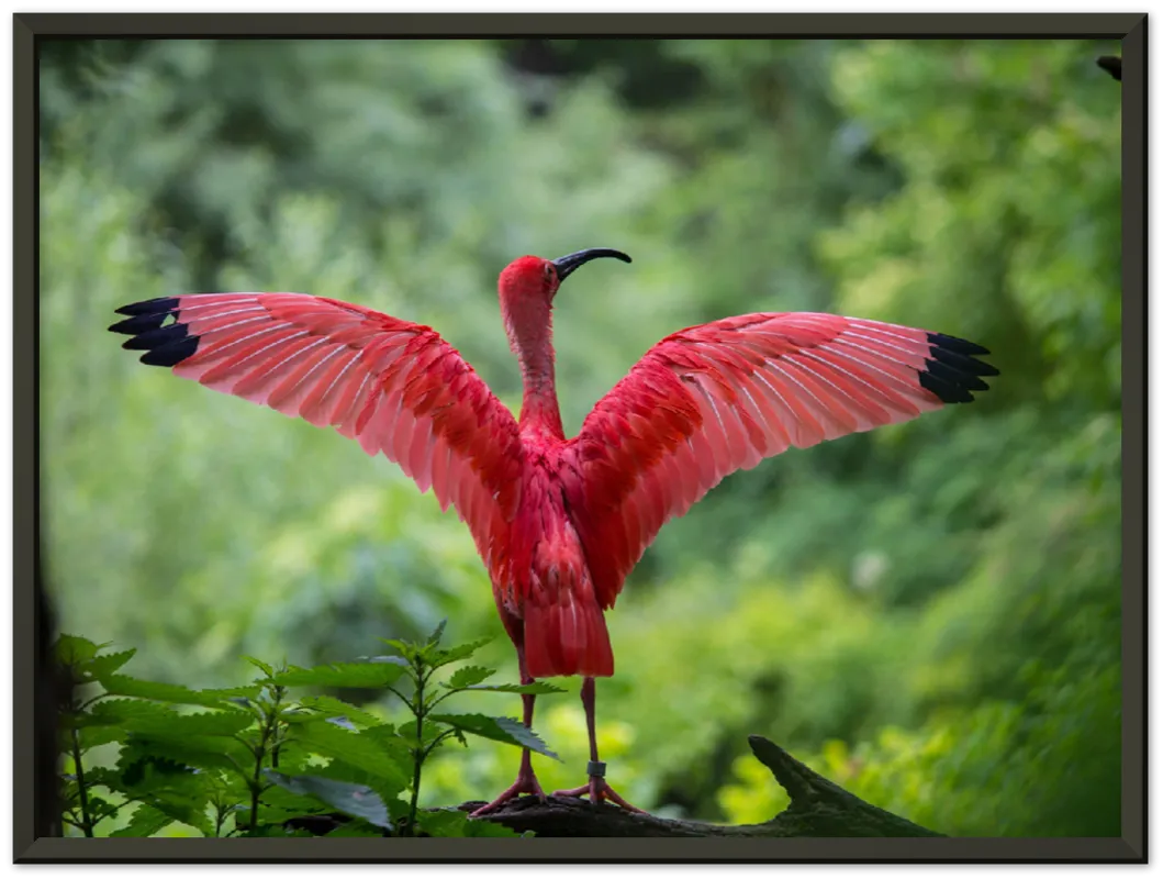 Pink Bird - Print